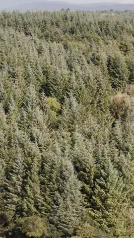 dense forest canopy under a cloudy sky, natural beauty