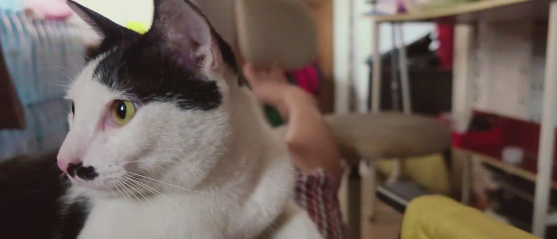 Silent black and white cat curiously glances around with alert eyes, no meows or sounds.
Perfect mute pet footage for serene backgrounds
or whimsical animations.