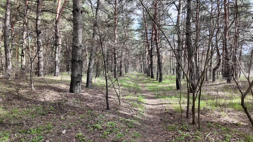A scenic dirt path winding through a tranquil pine forest on a sunny spring day. Tall trees with bare branches and fresh green grass on the ground. Peaceful nature landscape outdoors.