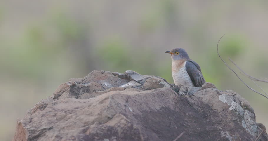 Common Hawk-Cuckoo perching on a river rock during a misty winter morning; Brainfever bird