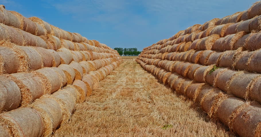 Symmetrical stacks of golden round hay bales in an agricultural field after summer harvest