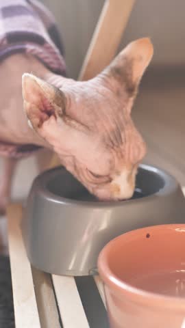 Vertical screen sphynx cat drinks water from bowl, quenching thirst. Cat drinking water. Light spotted hairless sphynx. Care of pedigree pets. Features of sphynx cats.