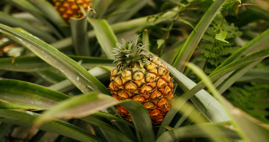 Pineapple cultivation at early growth stage inside greenhouse facility in Azores. Fruit farming under controlled agricultural conditions
