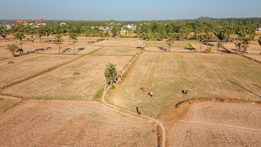 Aerial drone view of farmers and cattle walking along a winding path between dry harvested rice fields in Mekong Delta, Vietnam. Sugar palm trees, village and temple in background. Sunny, clear sky