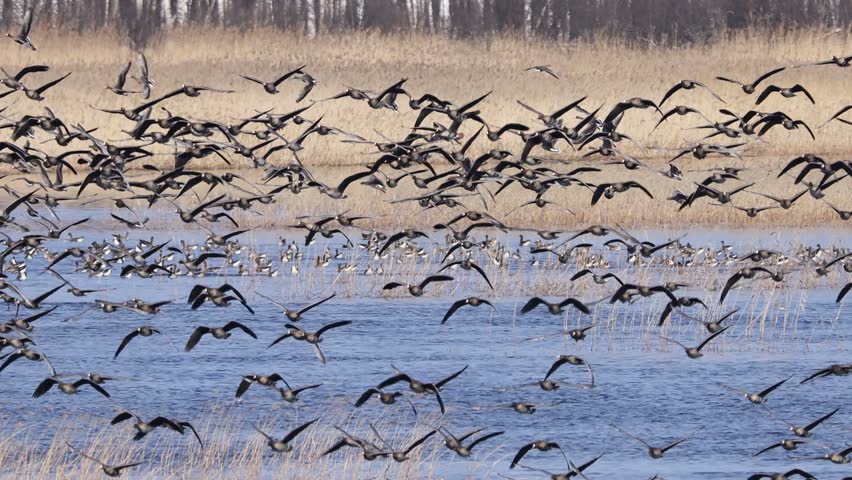 Large flock of birds taking flight over a grassy wetland with a backdrop of tall birch trees, capturing dynamic movement and natural habitat.