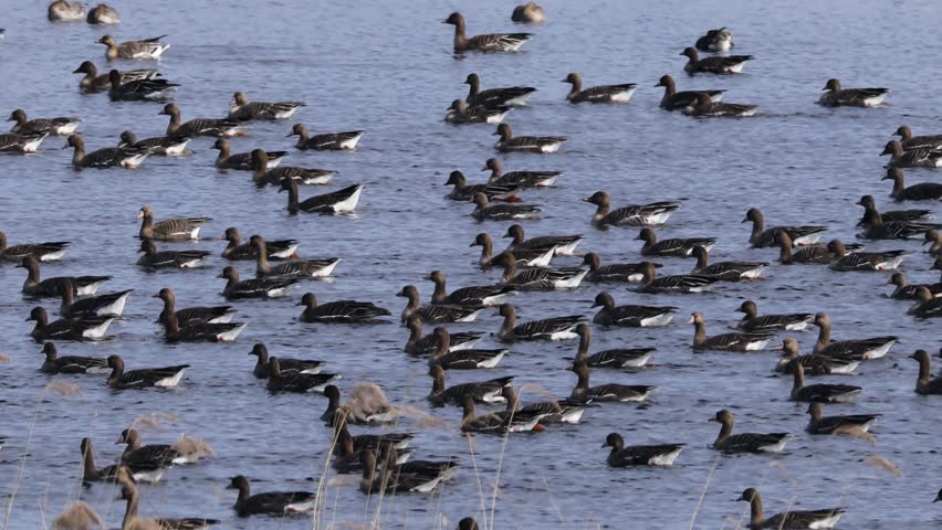 Large flock of water birds densely gathered on a calm lake, forming a natural pattern across blue water with subtle ripples and scattered reeds.
