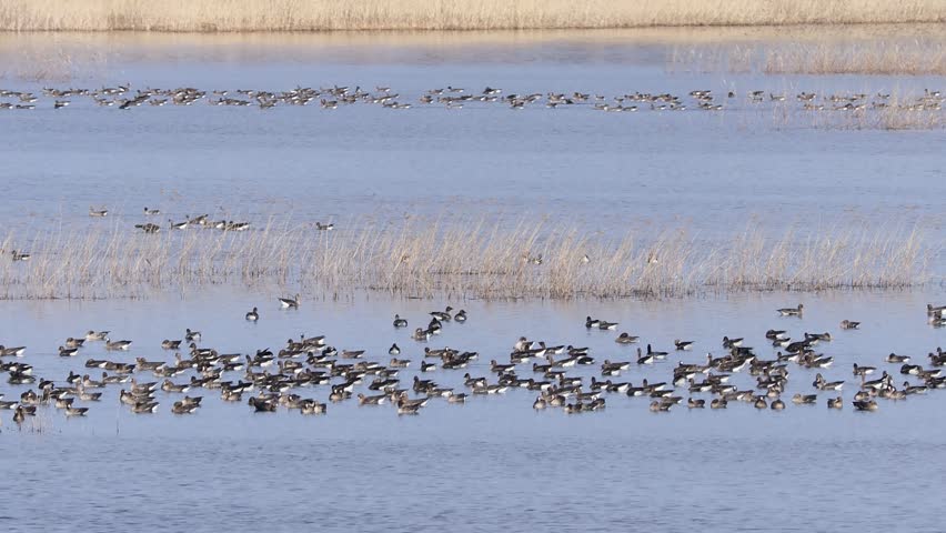 Large flock of water birds densely gathered on a calm lake, forming a natural pattern across blue water with subtle ripples and scattered reeds.