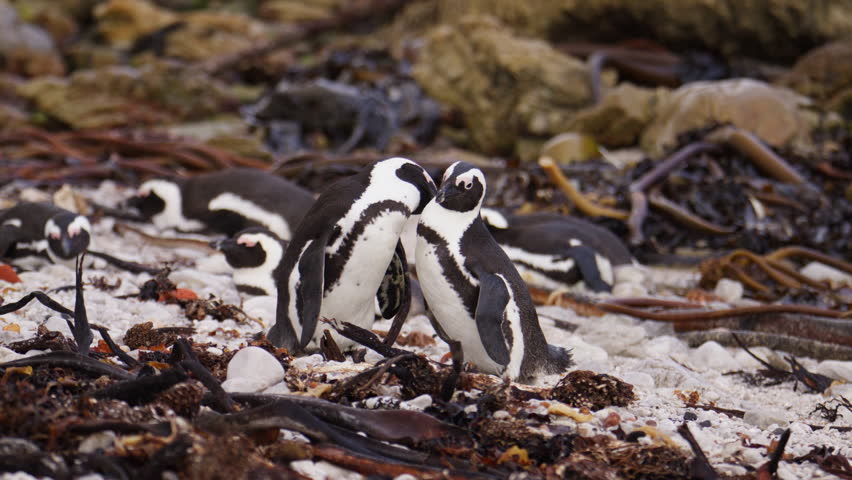Close-up of African penguins interacting on rocky beach in Cape Town, South Africa. Slow motion, showing natural behavior, coastal habitat and detailed black and white plumage.