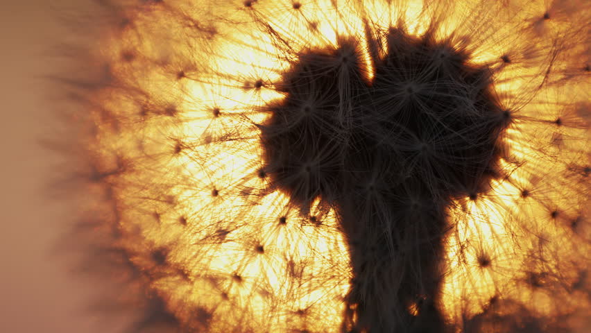 Extreme macro of dandelion seeds with golden backlight, abstract nature textures, cinematic detail.