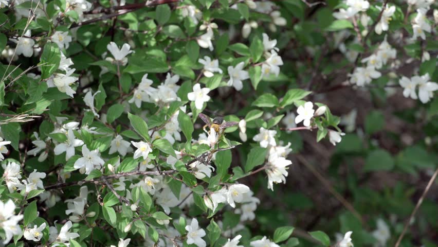 The large-flowered Deutzia is in full bloom, and its pollen is attracting yellow-breasted carpenter bees and other honeybees to feed on it.