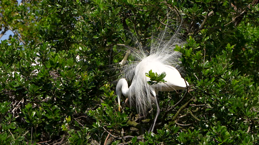 Great egret trying to work with a big stick