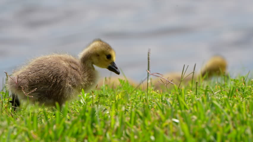 Little gosling foraging in the grass by a lake