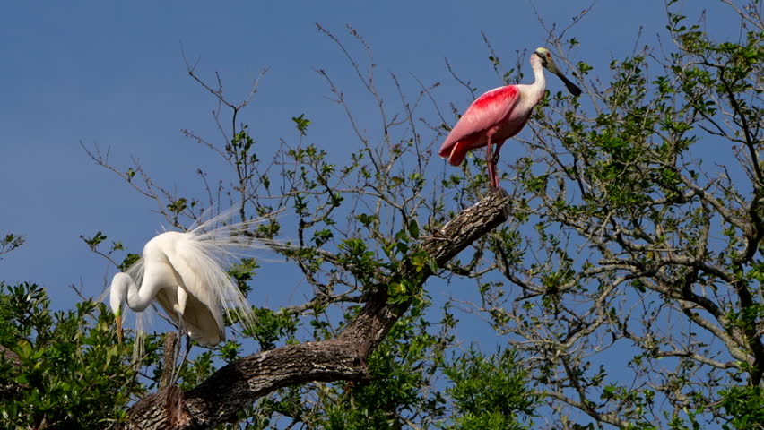 Great egret and roseate spoonbill in a tree