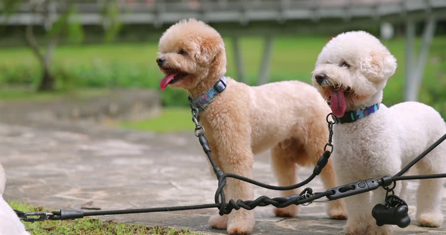 Two fluffy poodles stand leashed on a paved path in a sunny park. Pet companionship and outdoor activity concept. Happy dogs enjoying nature.