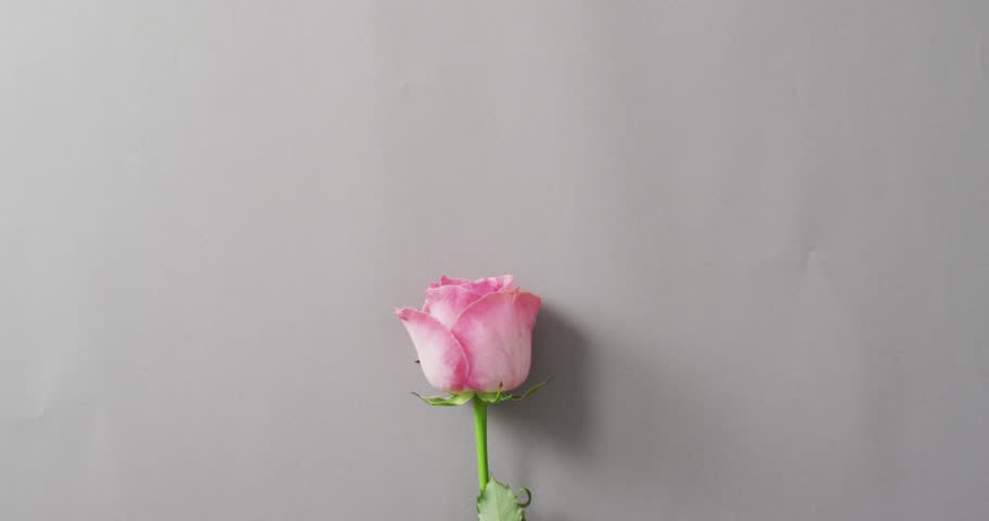 Pink rose lying on pink background at valentine