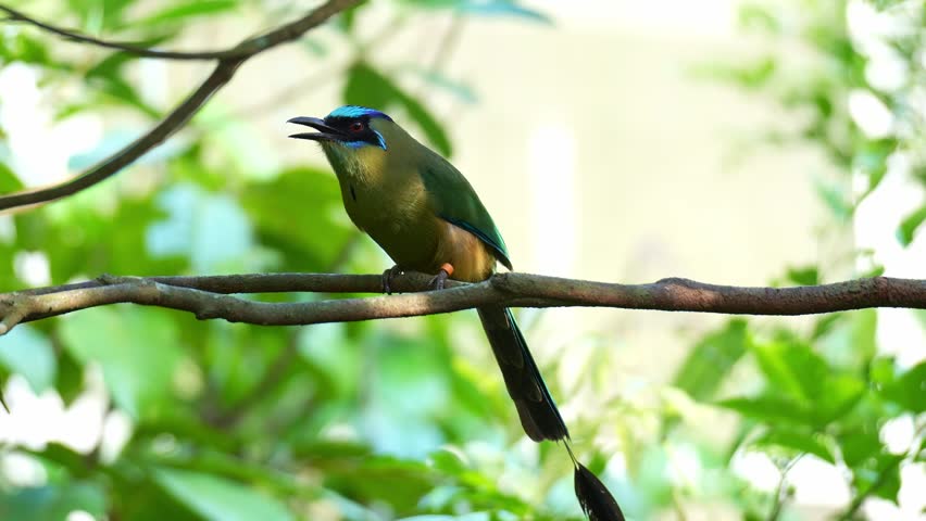 An Amazonian motmot (Momotus momota) with a beautiful long tail, perches on the tree branch amidst lush green foliage, close up shot.