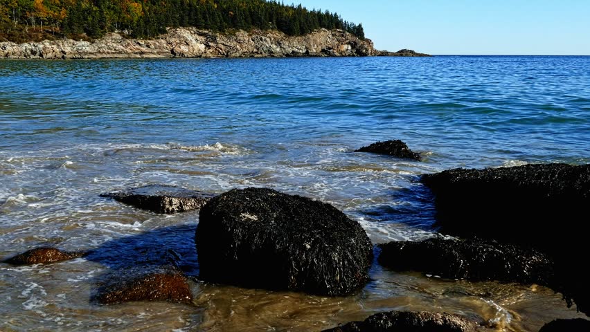 Serene Atlantic ocean waves calmly wash over dark, seaweed-covered rocks on a sunny day in Acadia. A forested, rocky coastline extends into the blue water