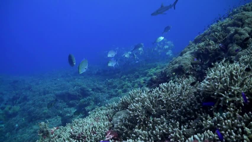 Big Eye Jacks (Caranx sexfasciatus) and Bluefin Trevallies (Caranx melampygus) Over Reef - Tubbataha Reefs, Philippines
