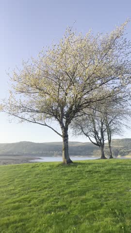 "Blooming Cherry Blossom Trees on Green Grass Hill Overlooking Scenic Lake at Sunset"