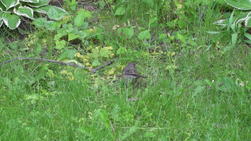 American Robin Foraging and Pecking for Insects in Green Grass Lawn Close-up