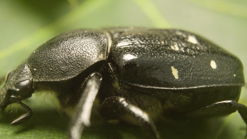 Variable chafer (Gnorimus variabilis), detailed macro insect	
