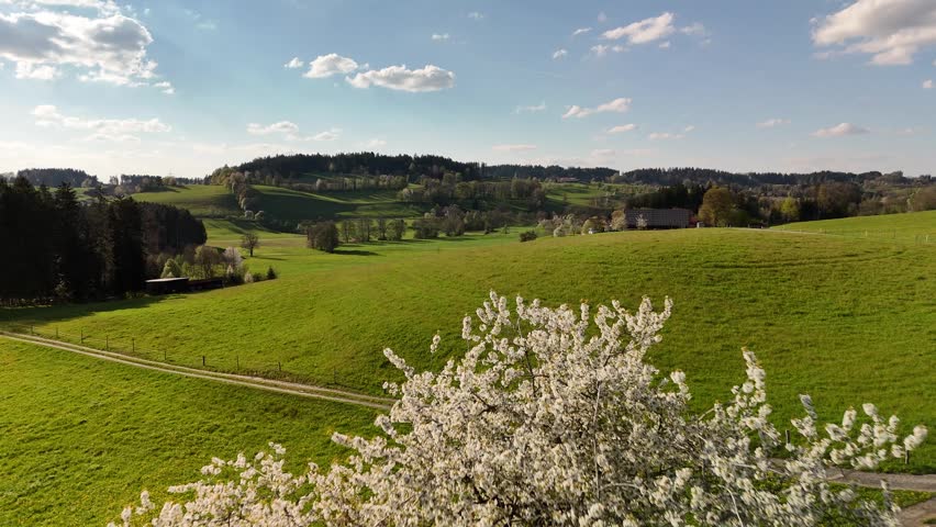 Lone blooming cherry tree on a green grassy hill in the Alpine foothills of Europe