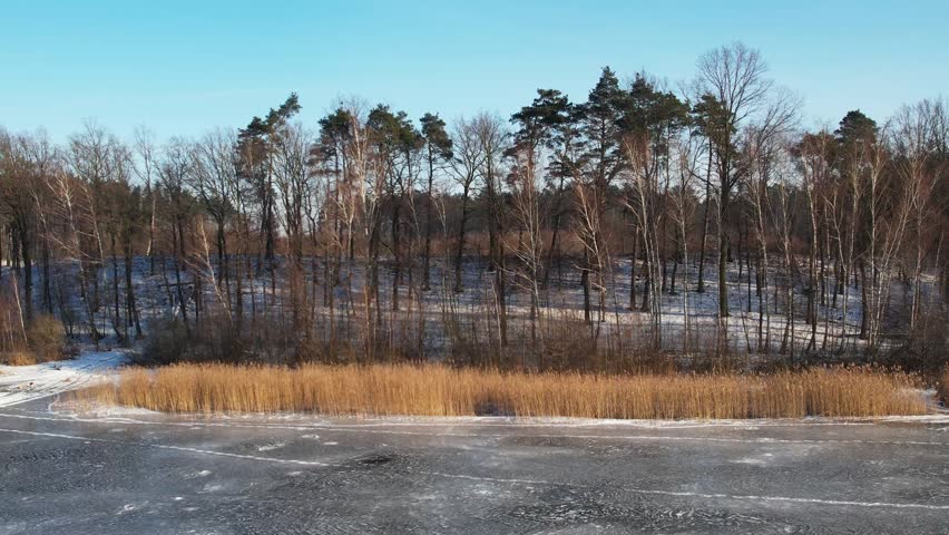 Cinematic drone side-sliding (trucking) shot capturing a frozen lake surface with visible ice textures, golden reeds on the shore, and a dense mixed forest in the background under a clear blue sky. High-angle winter landscape scenery with natural daylight.