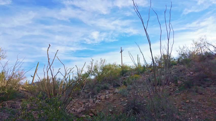 Douglas Spring Trail with Saguaro Cactus in Saguaro National Park Arizona