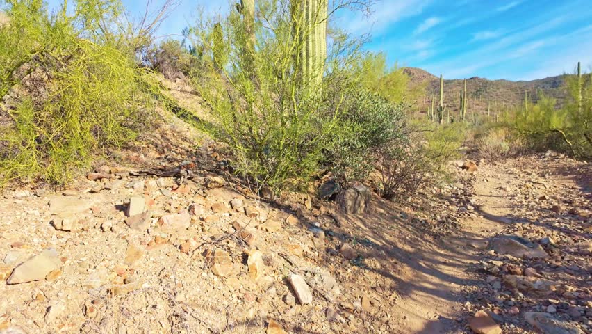 Douglas Spring Trail with Saguaro Cactus in Saguaro National Park Arizona