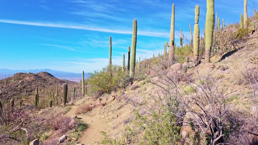 Douglas Spring Trail with Saguaro Cactus in Saguaro National Park Arizona