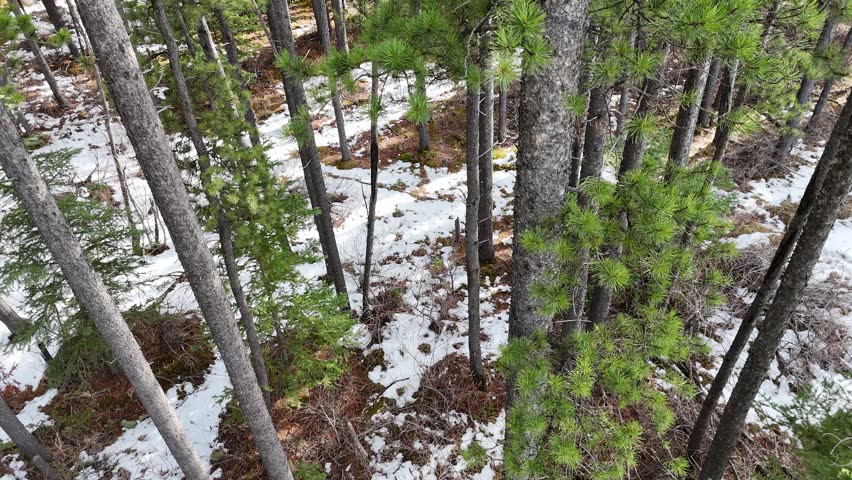 A cinematic collection of aerial drone images capturing the rugged beauty of the Rocky Mountains during the transition from winter to early spring. From a top-down perspective, a winding alpine river cuts through a rocky canyon, its turquoise and emerald waters flowing over layered stone, forming small rapids, cascades, and calm pools. The clarity of the water reveals intricate textures beneath the surface, while braided channels, gravel bars, and exposed riverbeds create organic patterns that resemble natural abstract art.

Dense evergreen forests surround the river, forming deep green clusters that contrast with pale rock, sand, and lingering snow. From above, the trees appear textured and layered, following the contours of the terrain and emphasizing elevation changes across the landscape. Patches of snow and thin ice remain along shaded banks and forest edges, highlighting the seasonal shift and adding visual contrast between frozen and flowing elements.

The aerial perspective reveals dramatic geological features, including exposed rock slabs, eroded canyon walls, and natural river bends that wrap around forested islands and peninsulas. These formations shape the movement of the water while adding depth and scale to the composition. Soft, diffused lighting enhances natural colors and textures, while distant mountain ridges and cloud-filled skies introduce a sense of atmosphere and vastness.

These high-resolution drone images showcase untouched wilderness with no visible human presence, evoking a sense of isolation, tranquility, and raw natural beauty. Ideal for themes such as outdoor adventure, environmental conservation, travel, and landscape design, the collection highlights the Rocky Mountains through a unique aerial perspective, capturing patterns, textures, and seasonal transitions that are rarely seen from ground level.