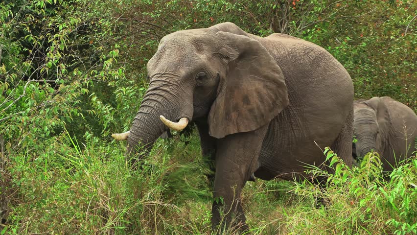 Close-up of a mother elephant tearing branches in lush vegetation while her newborn calf hides behind her in Serengeti National Park, Tanzania, Africa.