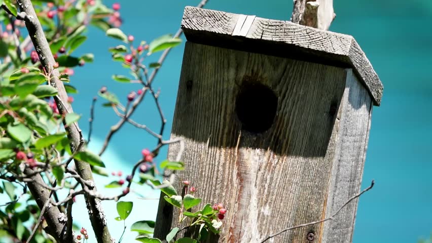Wooden birdhouse perched on tree branch. Small bird enters hole, wings slightly flared. Background shows bright green leaves and blue sky. Bird appears calm, focused on nesting