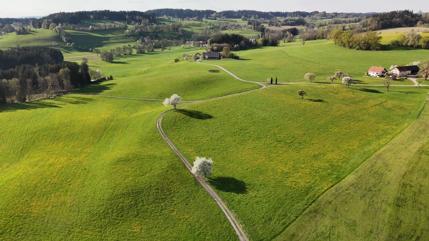 Aerial View of Blooming Spring Meadow with Dandelions and Flowering Trees, Rural Countryside Landscape