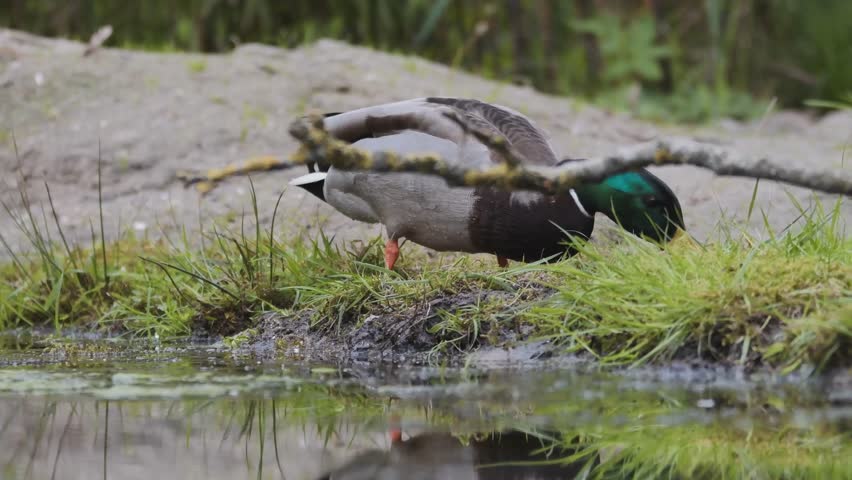 4K Duck Eating and Drinking Water