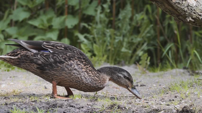 4K Duck Eating on Ground