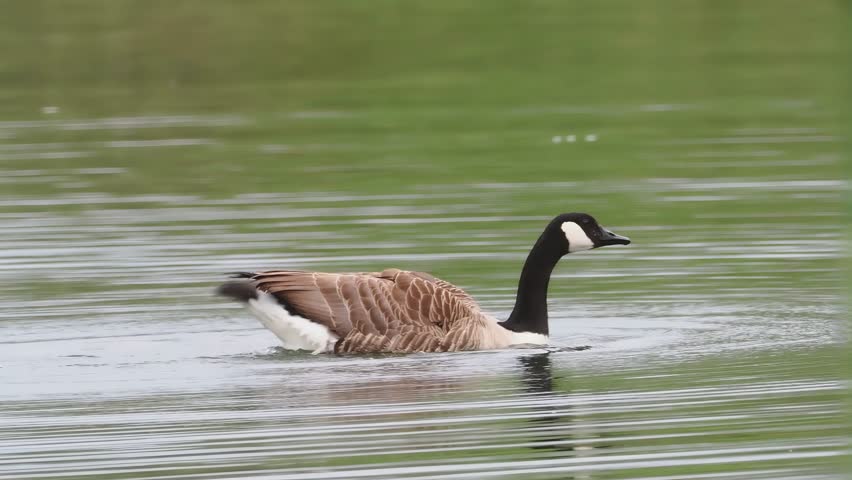 Canada geese (Branta canadensis) feeding on branches along the water edge in a wetland, natural behavior captured in a calm pond environment in France