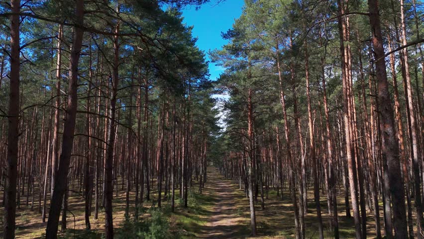 Camera moves through dense coniferous forest with sunlight casting long shadows and blue sky visible between tree crowns
