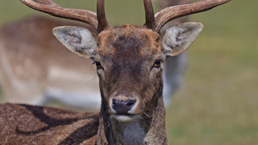 Fallow deer standing on grass with one dominant buck and one younger deer captured in slow motion close wildlife scene