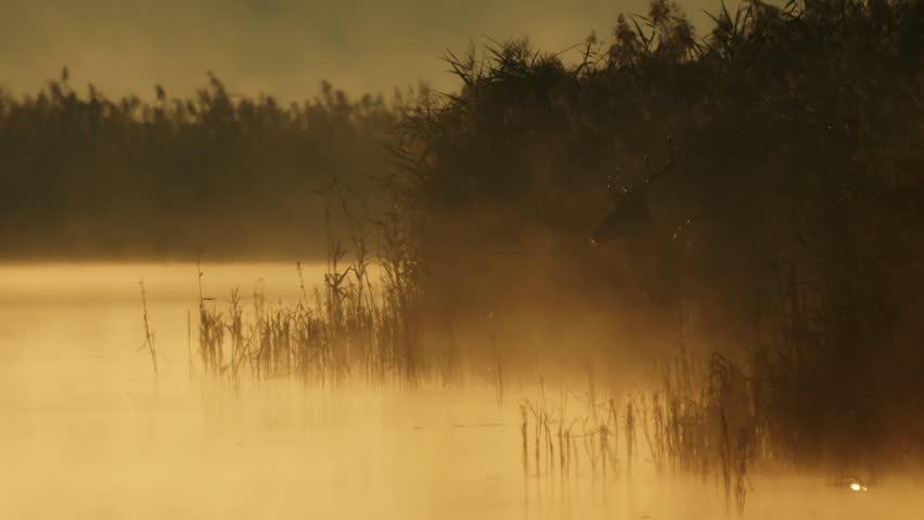 Sunrise over lake with mist and vapor above water among reeds creating tranquil natural background in soft morning light