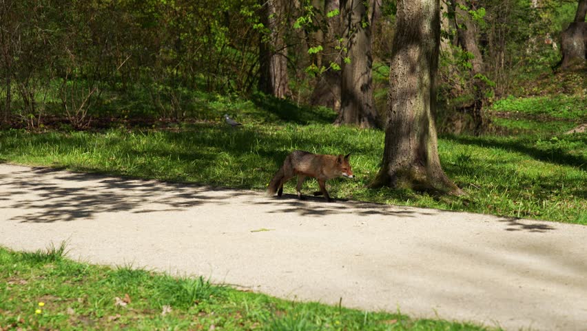 Wild red fox walking through the autumn forest glade looking for prey. General shot of a fox hunting in the woodland environment.