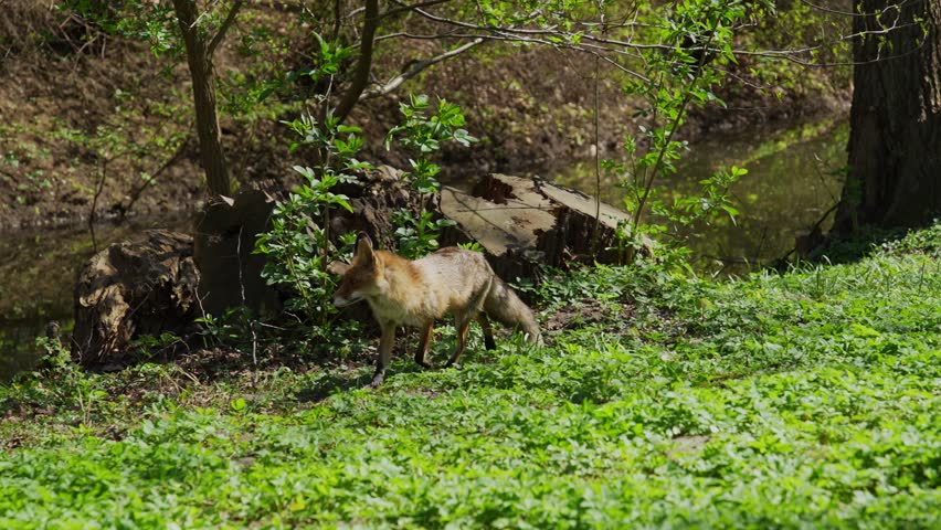 Wild red fox walking through the autumn forest glade looking for prey. General shot of a fox hunting in the woodland environment.