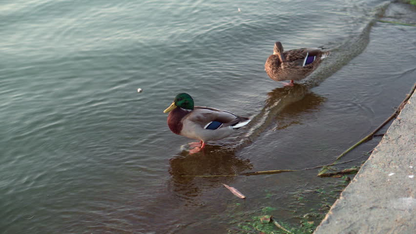 Pair Of Ducks At Waterfront. Two Mallards Standing Together By Peaceful Edge Of Still Water