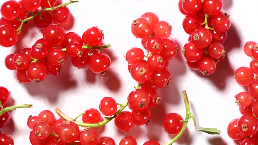 Red currant berries isolated on white background, top view. Fresh and juicy organic redcurrant berry macro shot. Tasty vegan food. Rotating backdrop. 