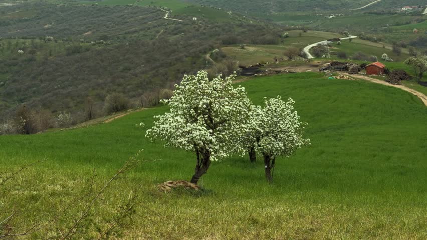 A breathtaking natural landscape in spring, featuring blooming trees, lush green grass growing across the fields, and a curved village road winding through the countryside, capturing the freshness, renewal, and beauty of the season.
