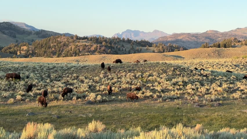 Bisons in Lamar Valley, Yellowstone National Park, USA 