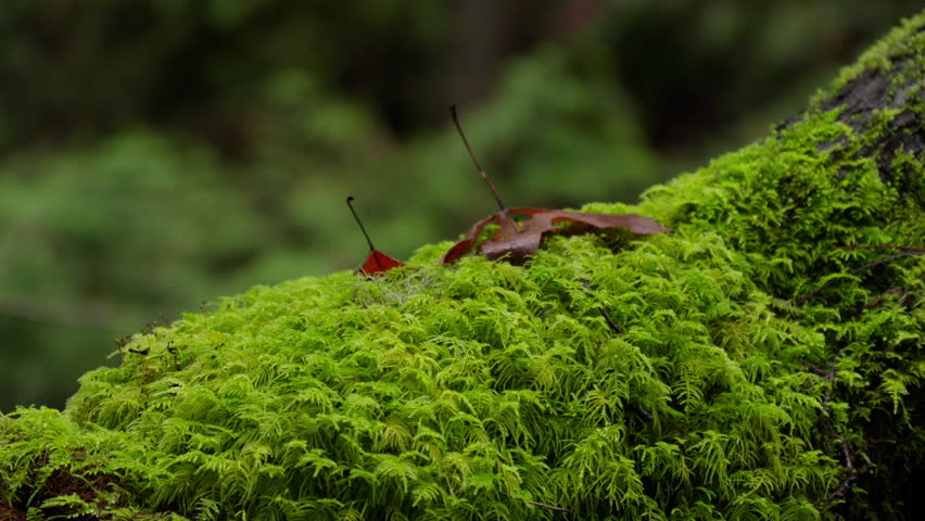 Close-up of a brown leaf resting on green moss growing on a large tree branch in a lush Pacific Northwest rainforest. Detailed macro nature scene.