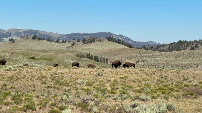 Bisons in Lamar Valley, Yellowstone National Park, USA 