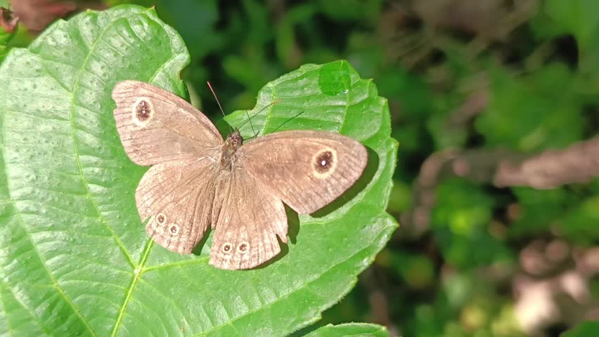 Closeup of a rustic brown butterfly (cupha erymanthis) on a bush leaf