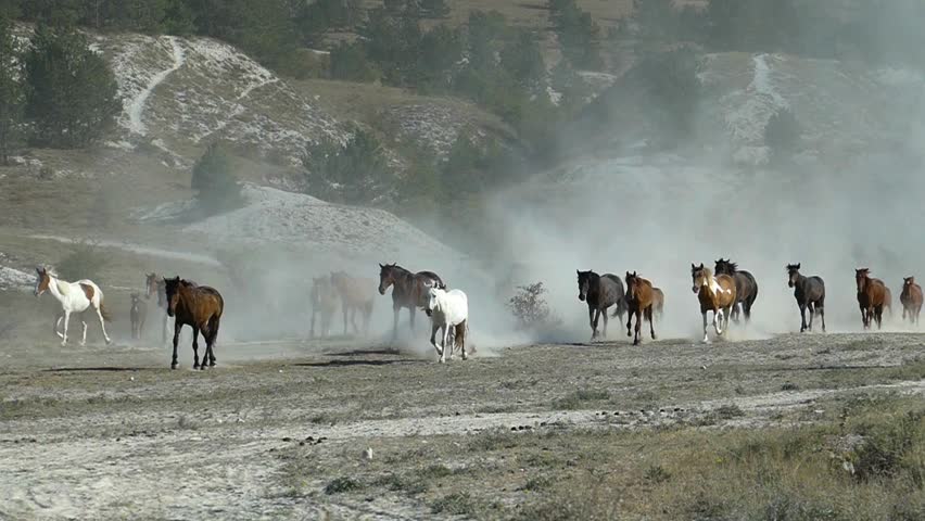 A herd of horses running on a dusty field with a mountainous background landscape, kicking up clouds of dust as they move.